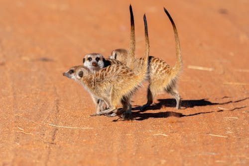 Meerkats in the Desert 