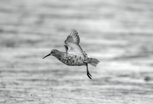 Free A Grayscale Photo of a Flying Bird  Stock Photo