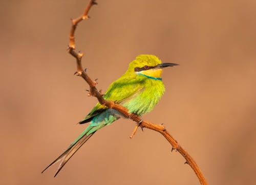 Immagine gratuita di animale, appollaiato, avvicinamento