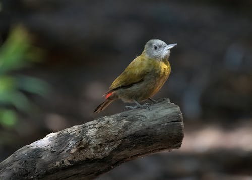 Photos gratuites de aviaire, bois, branche d'arbre