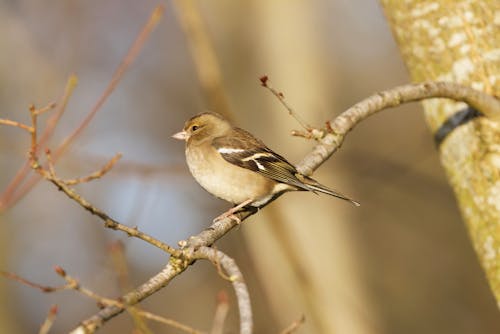 Gratis lagerfoto af almindelig chaffinch, dyr, dyrefotografering