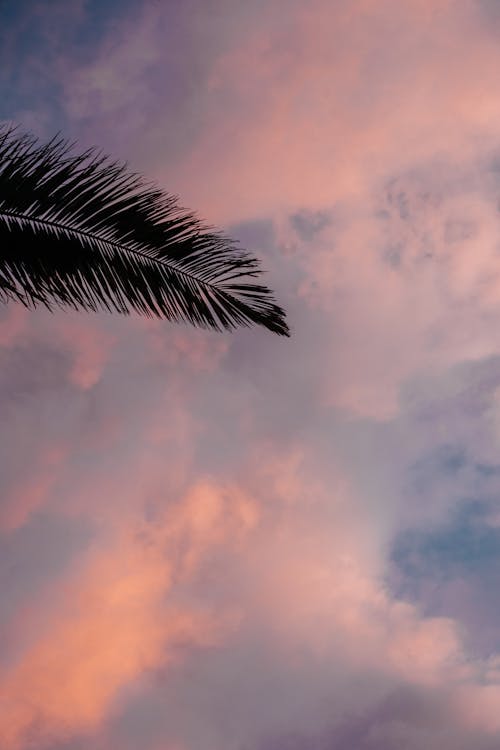 Fotobanka s bezplatnými fotkami na tému mraky, obloha pokrytá oblakmi, palmový list