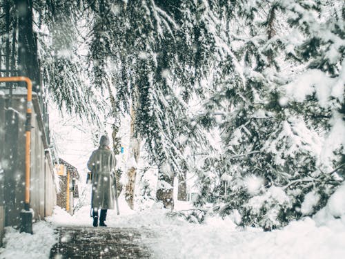 A Person Walking on the Street Near the Snow Covered Trees