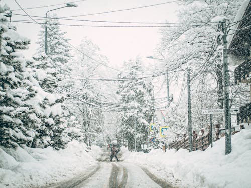 A Snow Covered Road Between Trees