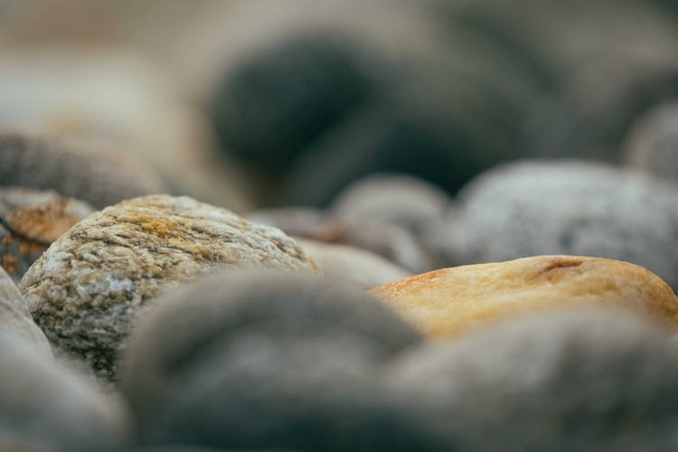 Close-up Of Bread Loaves