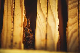 Bees between wooden hive frames — photo by Francesco Ungaro on Pexels