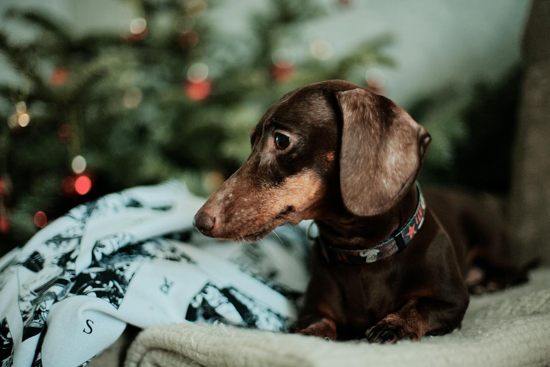 En dachshund med hundhalsband