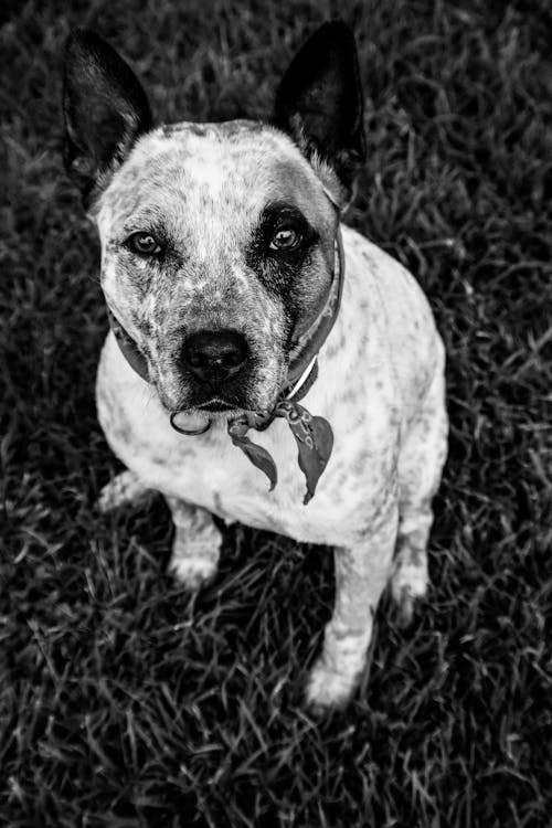 Fotobanka s bezplatnými fotkami na tému australský hovädzí pes, čiernobiely, čierny a biely