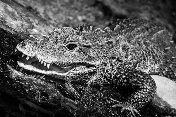 Grayscale Photo Of Scary Crocodile