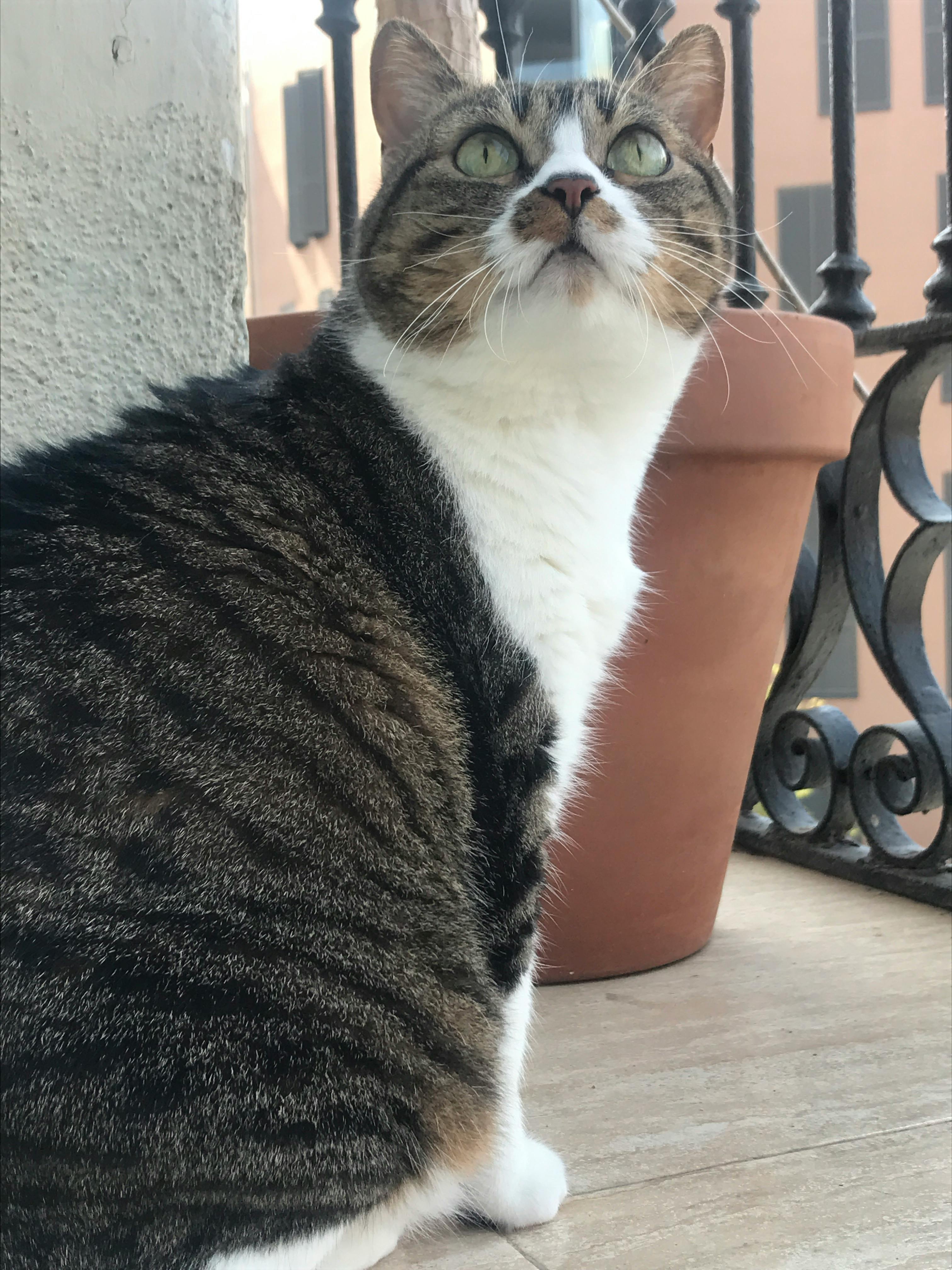 Free stock photo from Carmen · Pexels