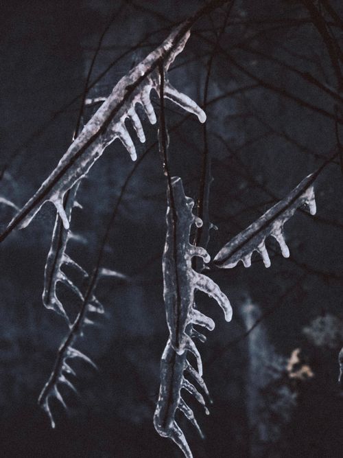 Free Close-up of icicles forming on a tree branch in the winter of Arkhangelsk, Russia. Stock Photo