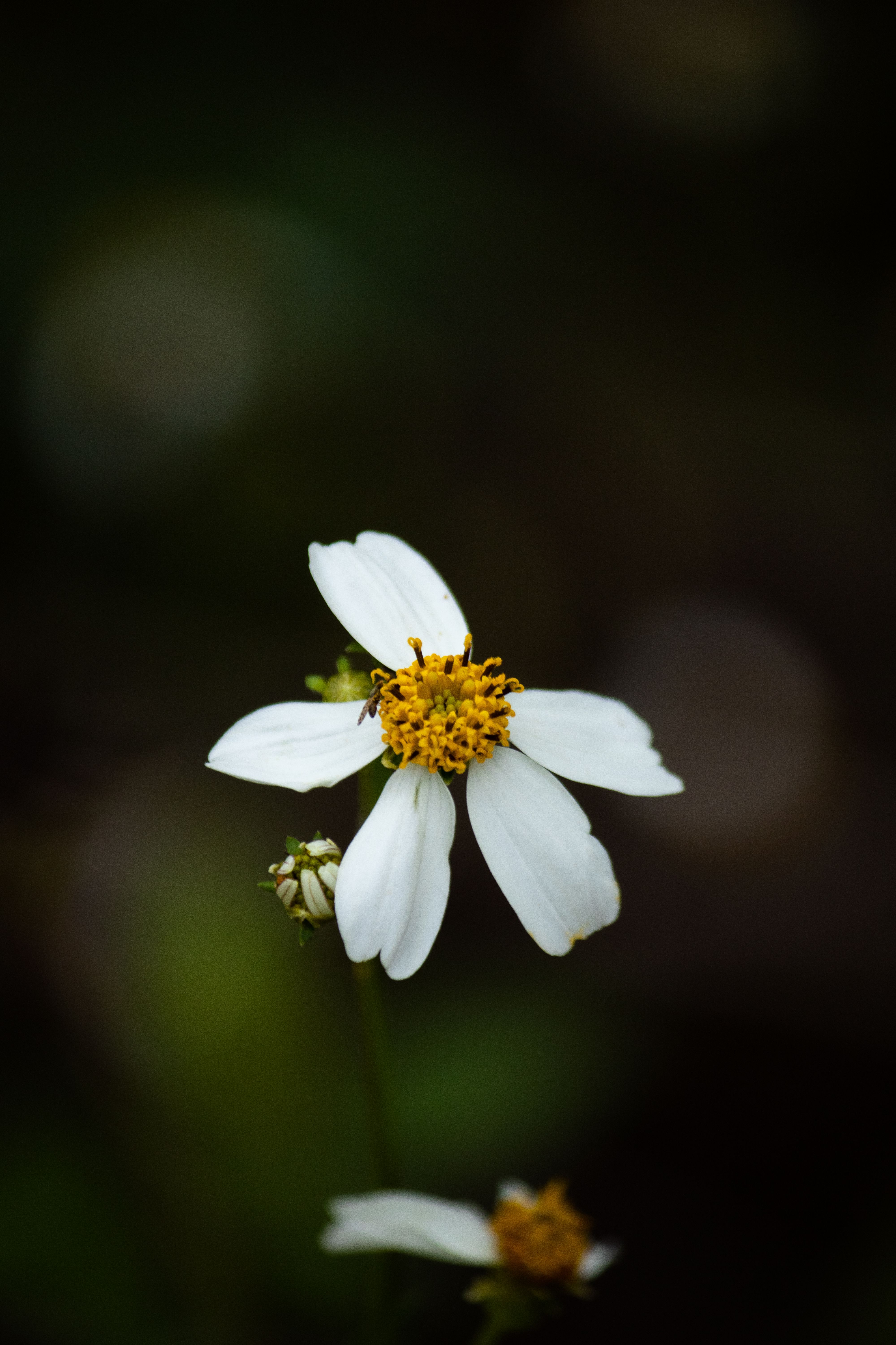 White Flower in Close Up Photography · Free Stock Photo