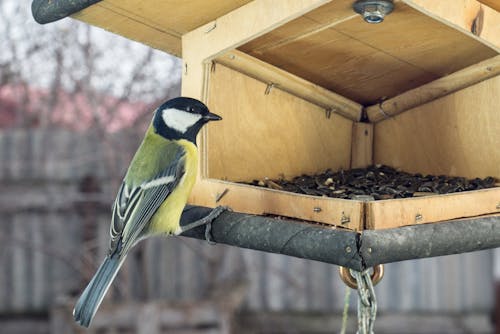 Bird Perched on a Bird Feeder