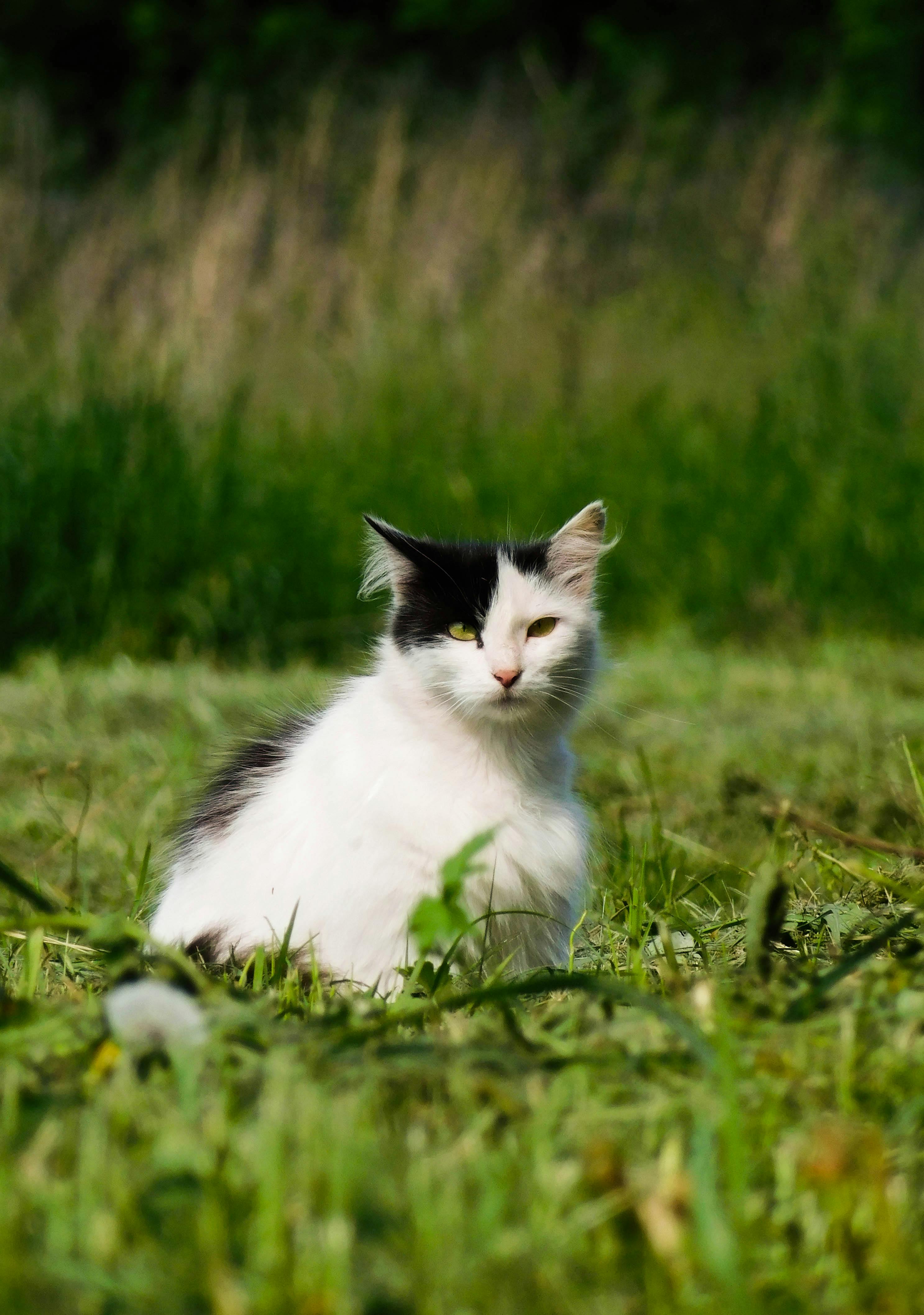 Free stock photo of cat, Cat and field, field