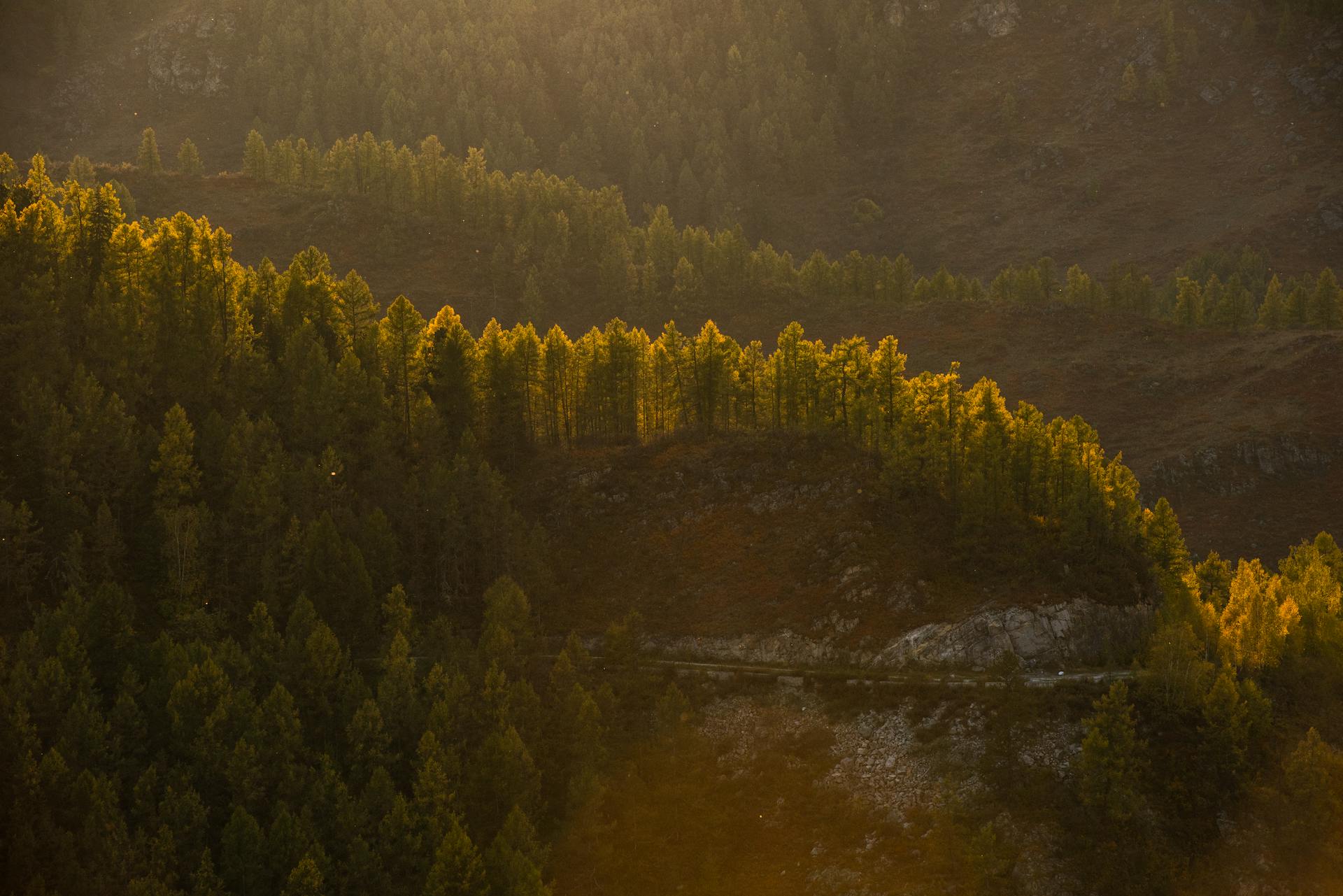 Golden sunlight illuminates the forested hills of Altai, Russia at sunset.