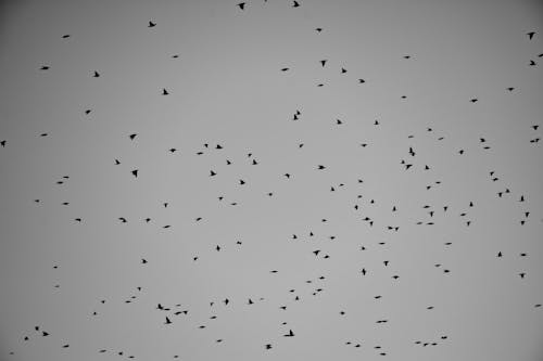 Flock of Birds Flying