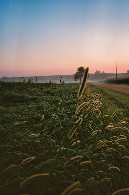 Základová fotografie zdarma na téma hřiště, louky, příroda