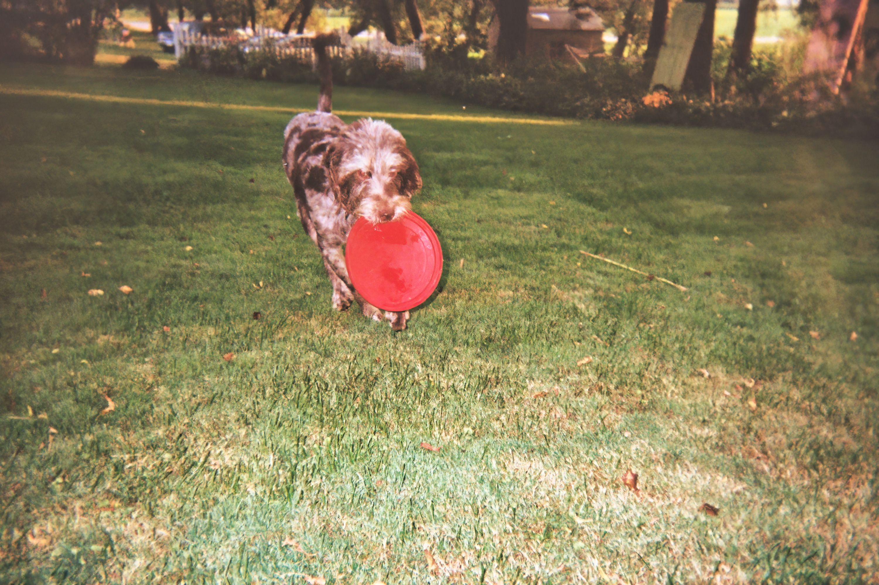 Adorable dog with red frisbee in a sunny park, capturing a moment of playful joy.