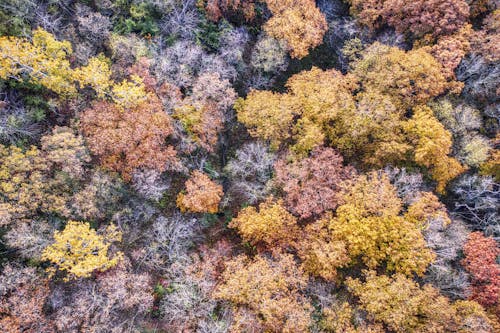 Drone Shot of Forest During Autumn