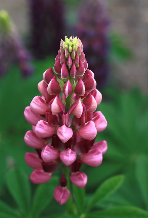 Close-Up Shot of Large-Leaved Lupine Flowers