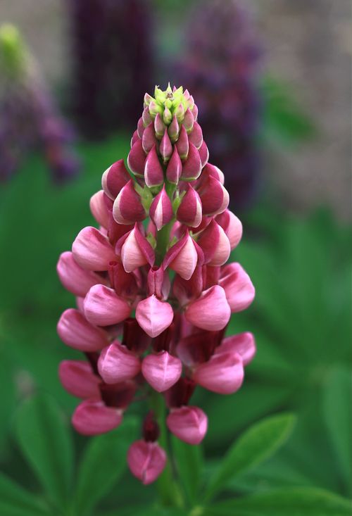 Free Macro shot of a vibrant pink lupine flower in full bloom with blurred background Stock Photo