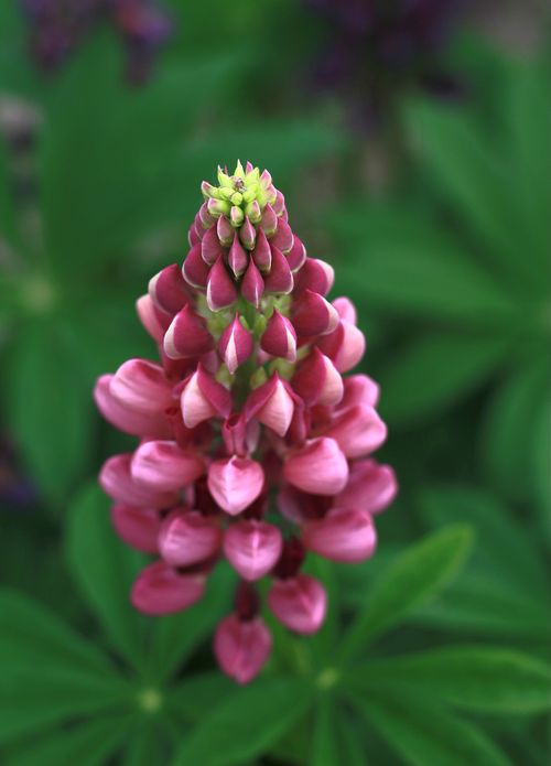 Free Vibrant pink lupine flower in full bloom with lush green leaves, captured in a detailed close-up shot. Stock Photo