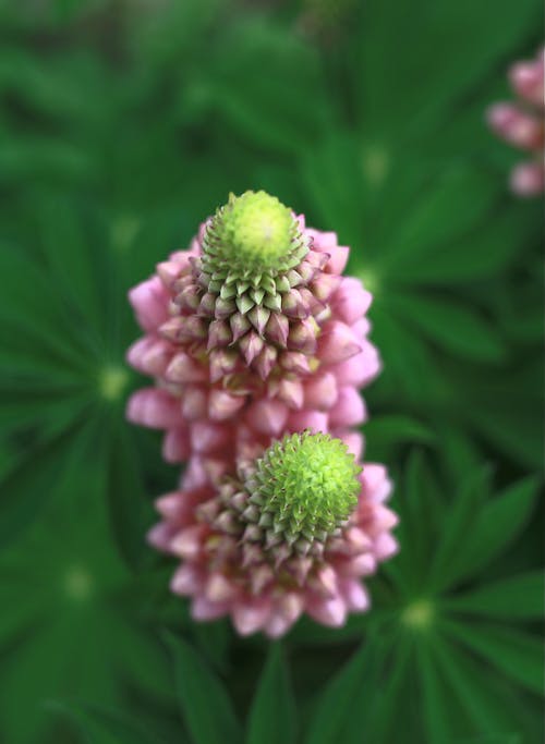 Close-Up Shot of Large-Leaved Lupine Flowers