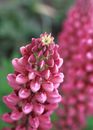 Pink Flowers in Tilt Shift Lens