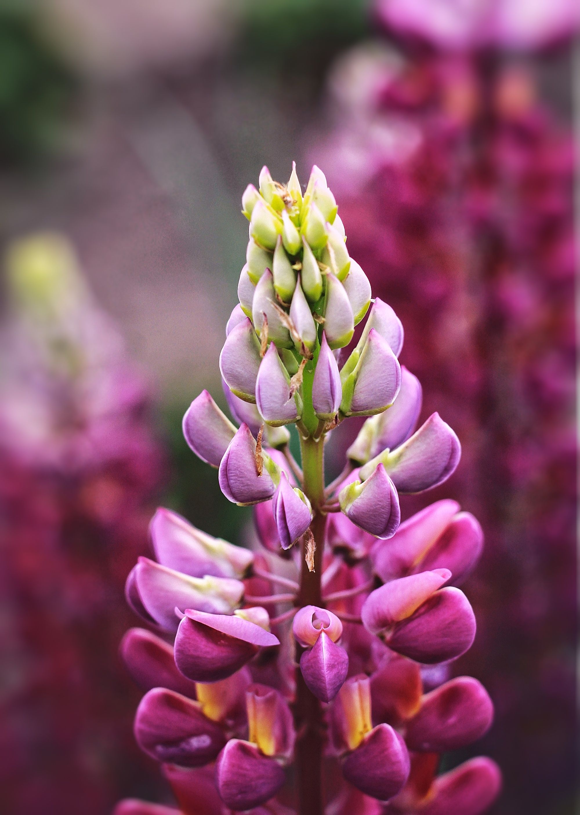 Cluster of Purple Lupine Flowers · Free Stock Photo