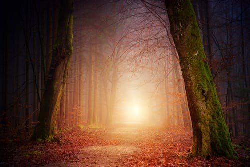 Безкоштовне стокове фото на тему «дерева, дорога, ліс»