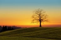 Leafless Tree On Grass Field