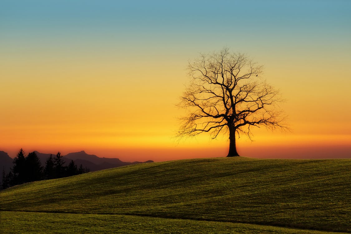 Leafless Tree On Grass Field