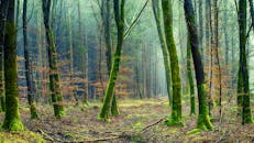 早春时节，树木长满青苔，落叶满地，森林景色宁静