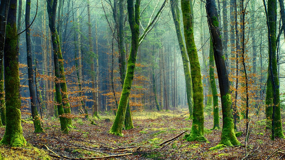Sous-bois couvert de mousse