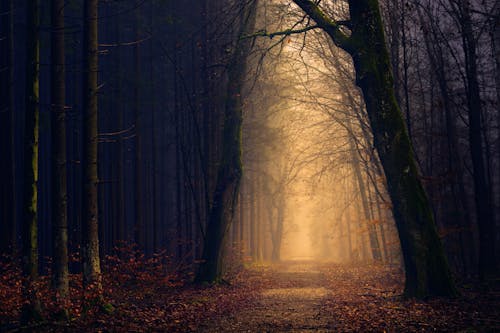 Arbres Près Du Chemin