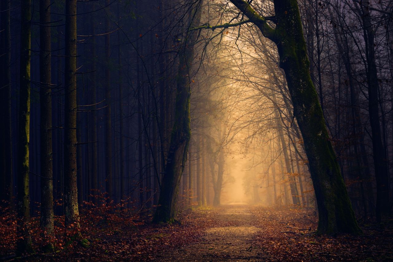 explore the serene beauty of a misty forest path at dawn surrounded by
