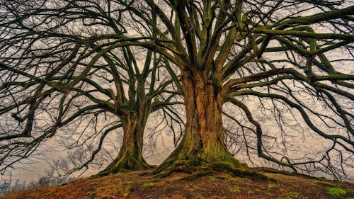 Twee Kale Bomen