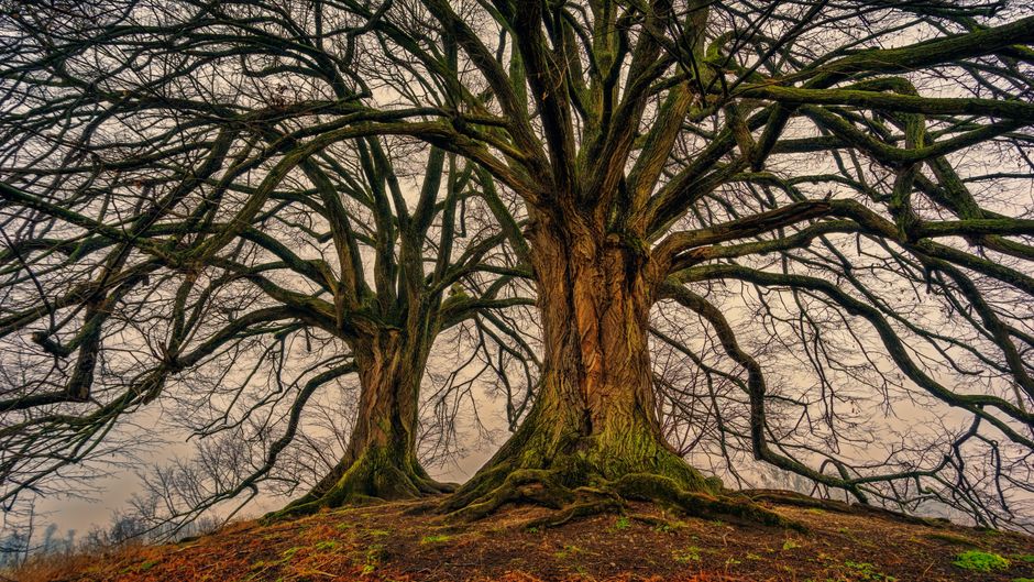 Two majestic trees with bare branches in a tranquil autumn park, creating a scenic landscape.