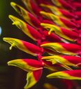 Red and Yellow Flower in Macro Lens