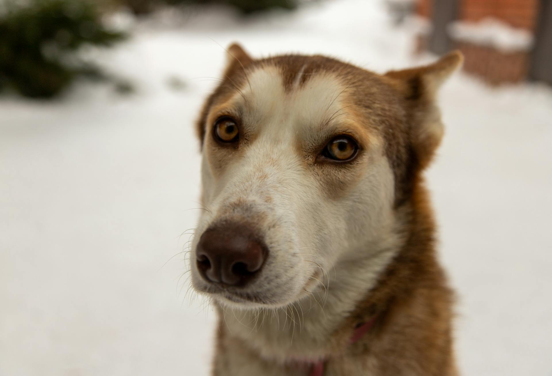 Brown and White Siberian Husky on Snow Covered Ground