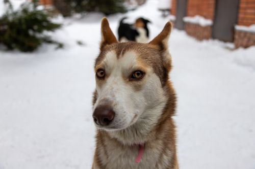 Free A Siberian Husky dog looking into the camera in a snowy outdoor setting. Stock Photo