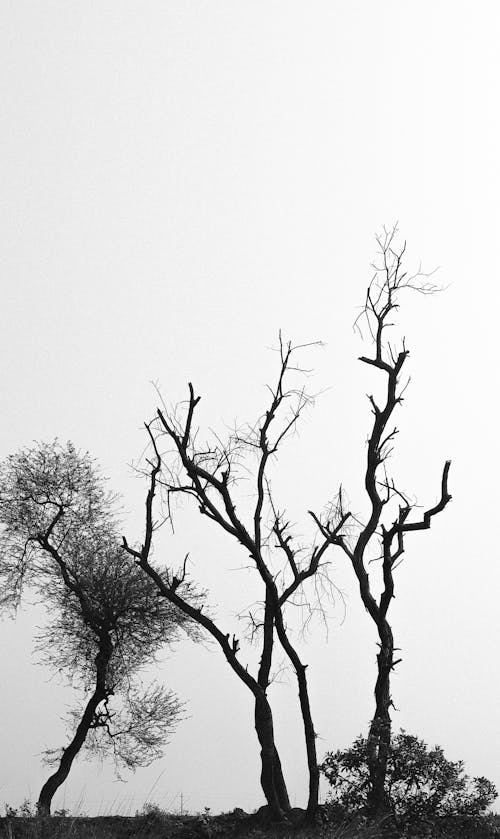 Leafless Trees Under White Sky