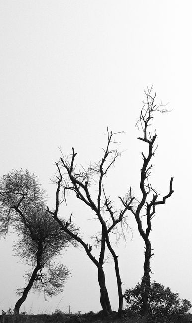 Fotomural Impresionante imagen en blanco y negro de árboles sin hojas en silueta contra el cielo, Pabna, Bangladesh.