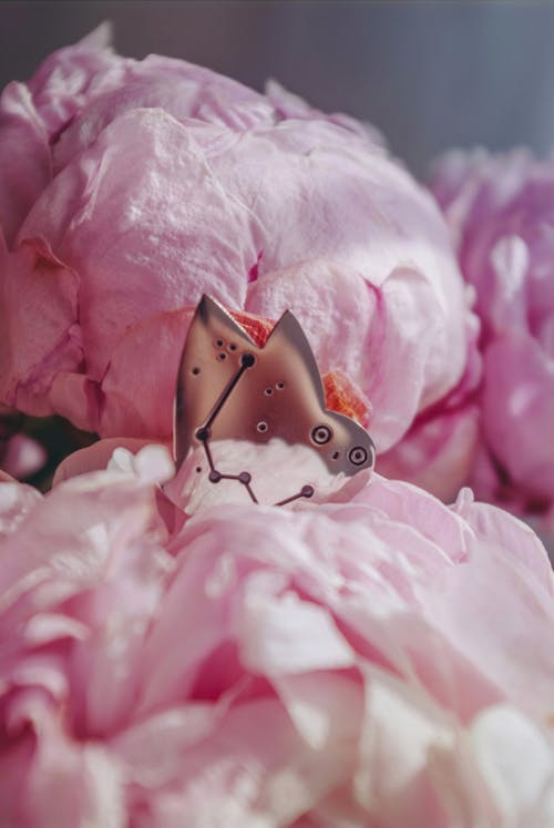 垂直拍摄, 粉紅色, 花 的 免费素材图片
