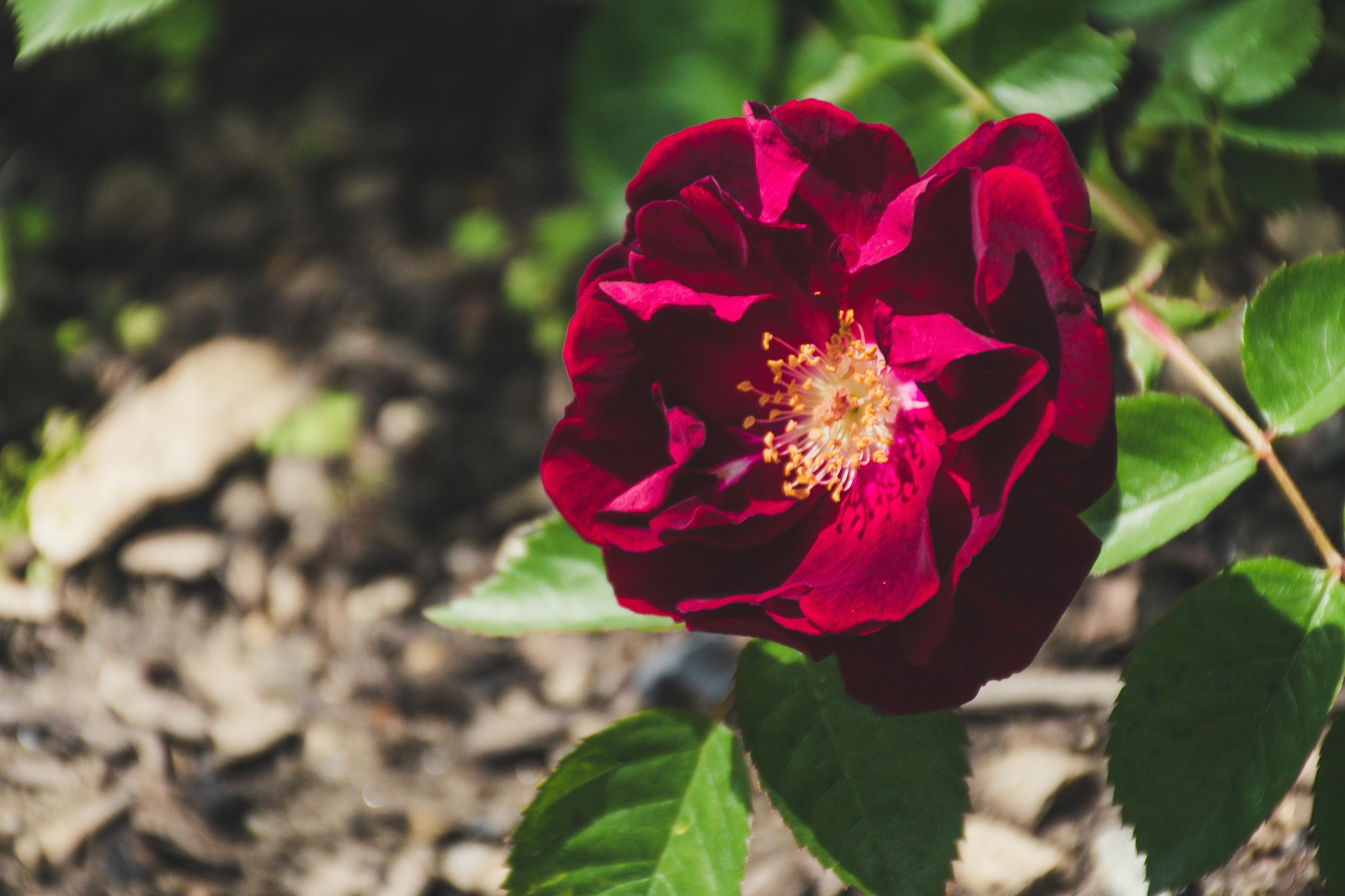 特写镜头下，阳光普照的花园里，一株充满活力的红玫瑰正展示着它的自然之美