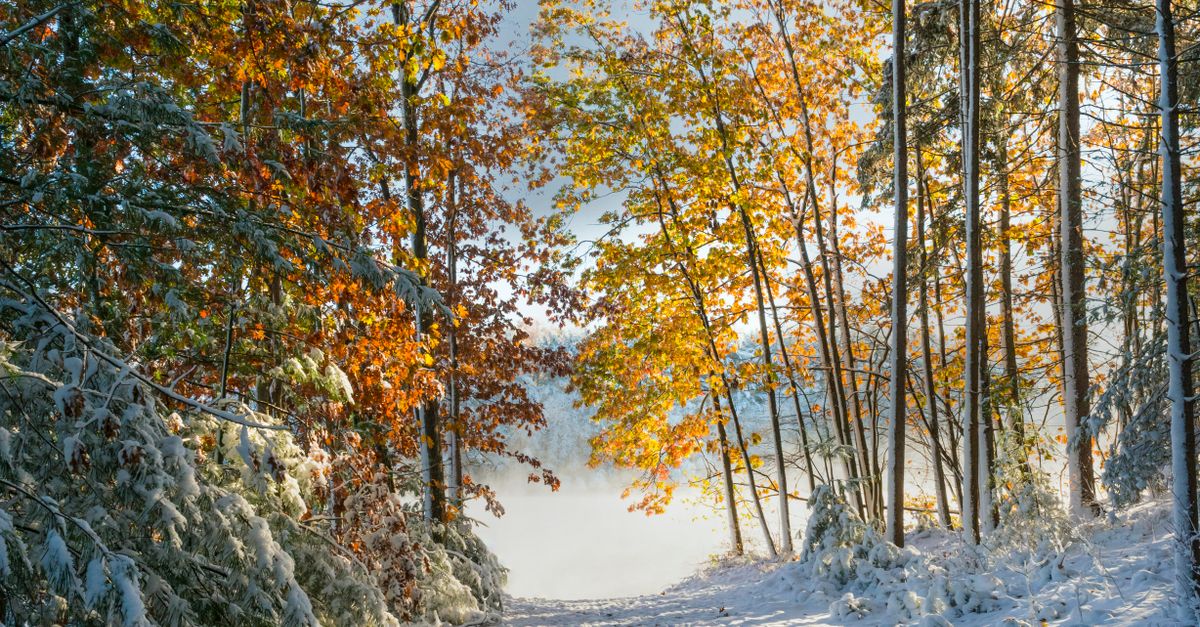 Autumn Trees in the Forest during Winter · Free Stock Photo