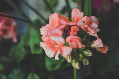 Pink Flowers