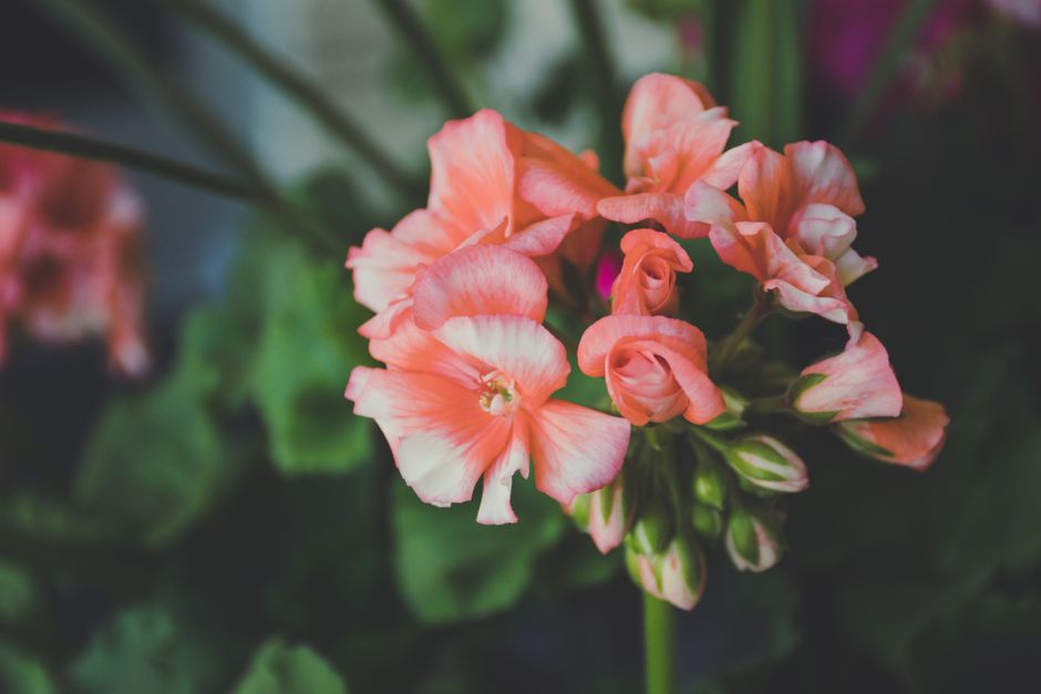 Vivid close-up of a peach geranium flower in full bloom with soft focus green background.
