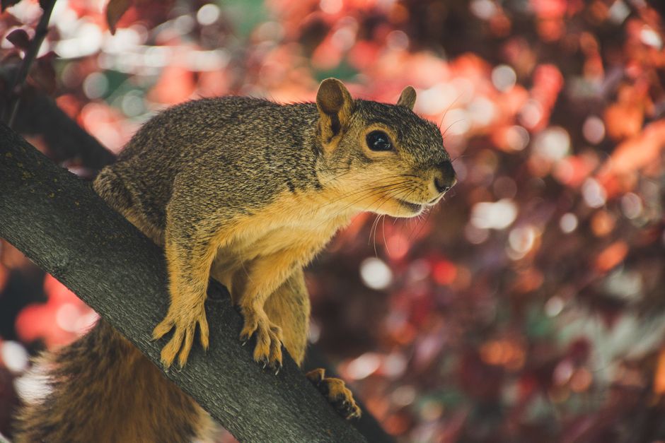 Vibrant image of a squirrel perched on a tree branch with colorful autumn leaves in the background.