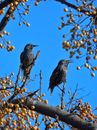 Black and White Bird on Brown Tree Branch